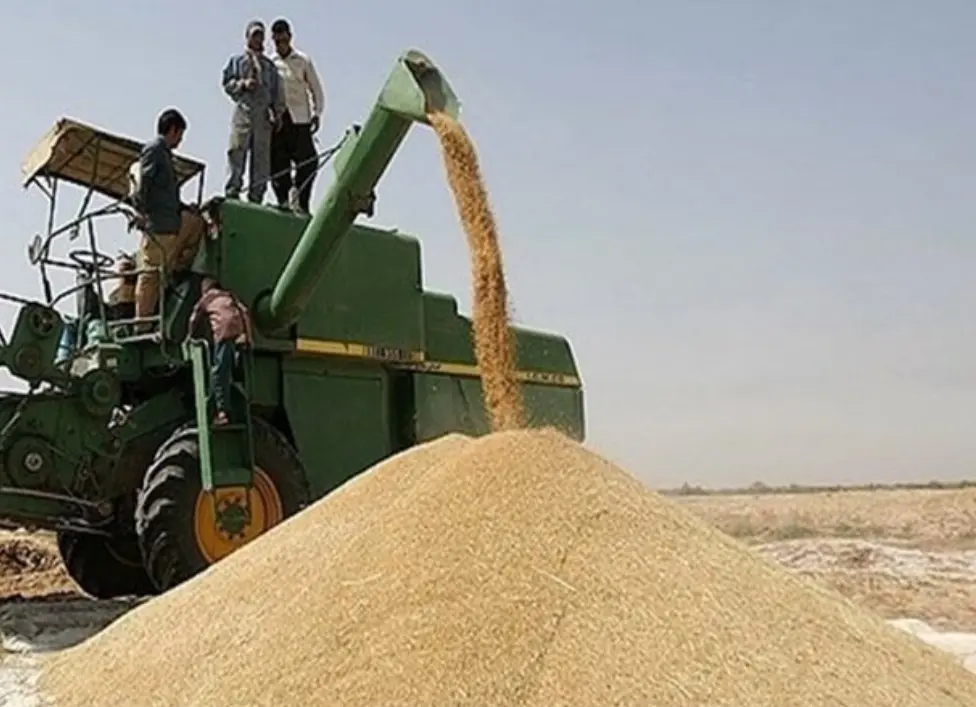 مطالبات گندم کاران بوشهر پرداخت شد