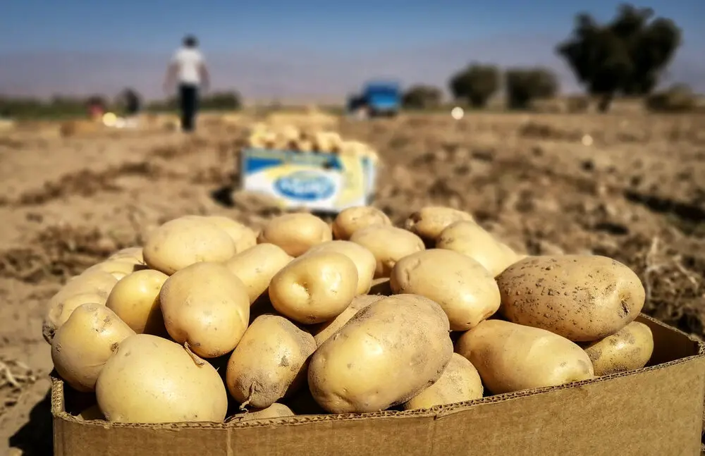 اتفاق عجیب در بازار سیب زمینی و پیاز/  ۱۵۰ هزار کامیون محصول معدوم می شوند!