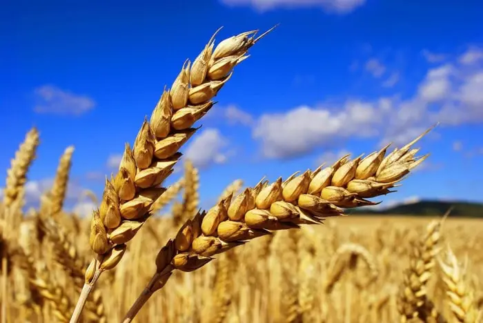 Wheat-in-feng-shui