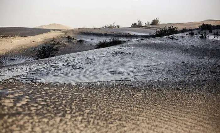 مالچ پاشی