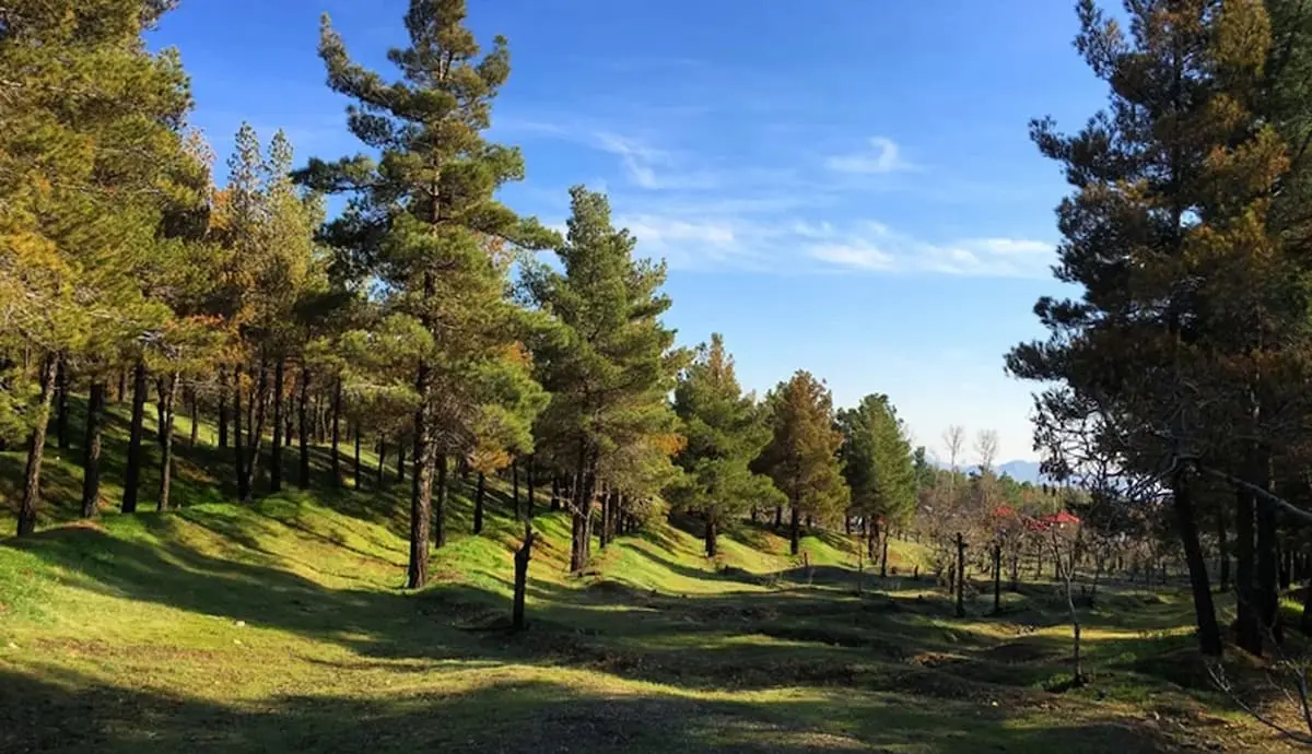 بوستان جنگلی