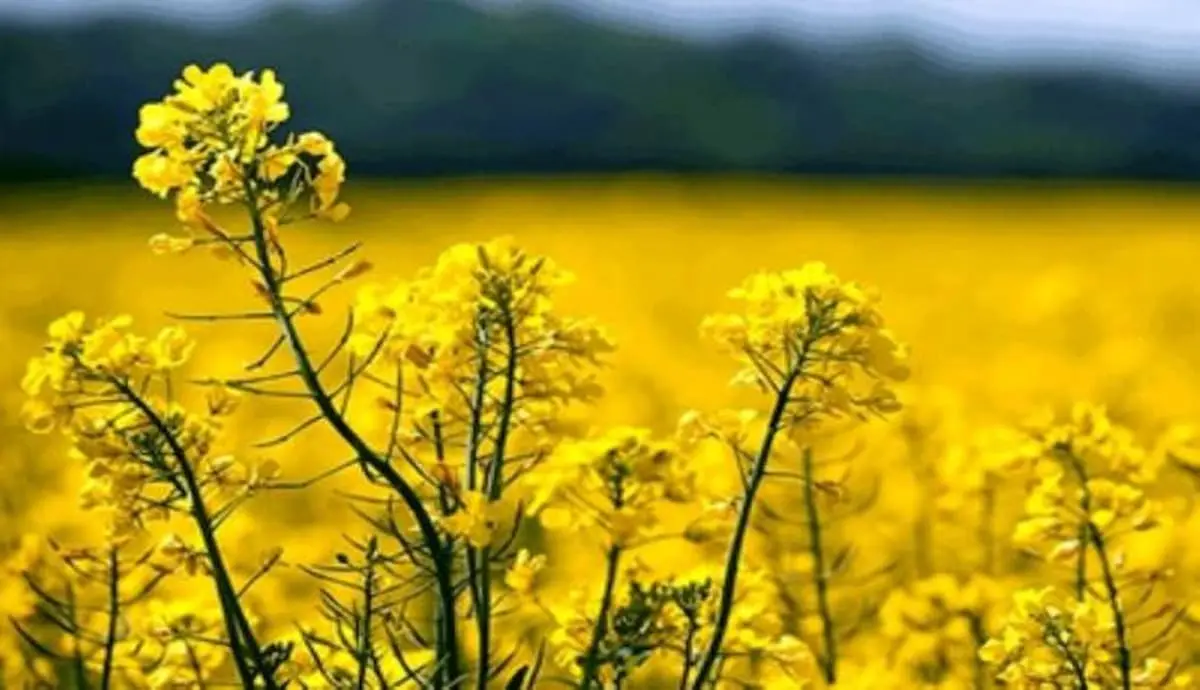 Rapeseed