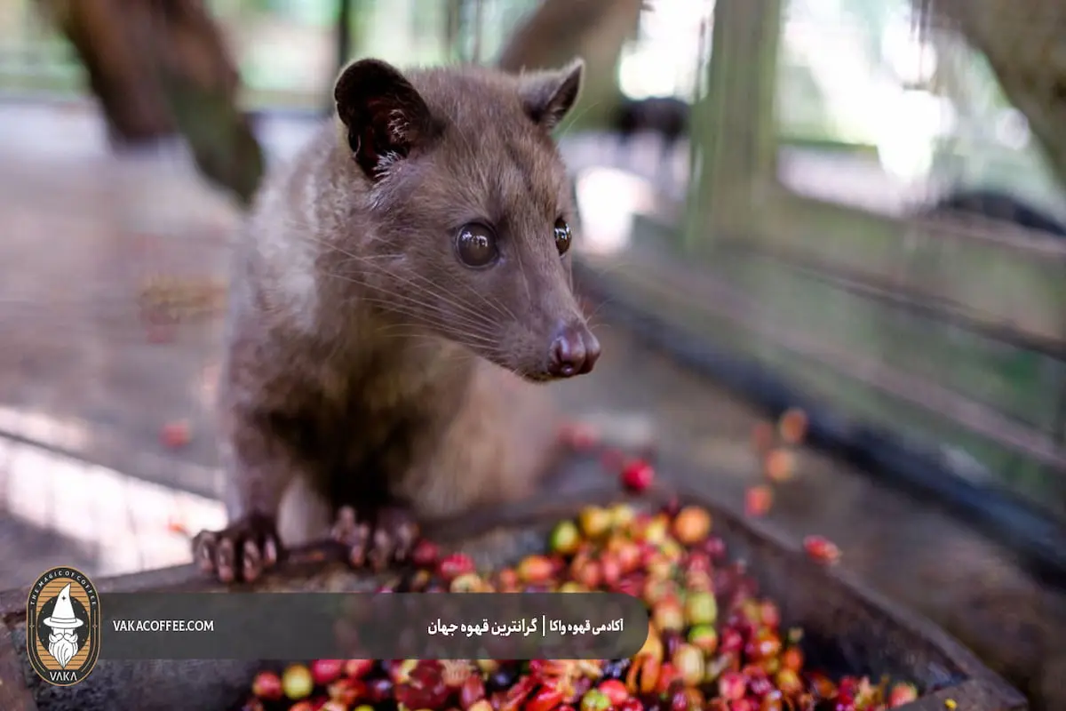 گران ترین قهوه جهان: قهوه کپی لواک (Kopi Luwak)