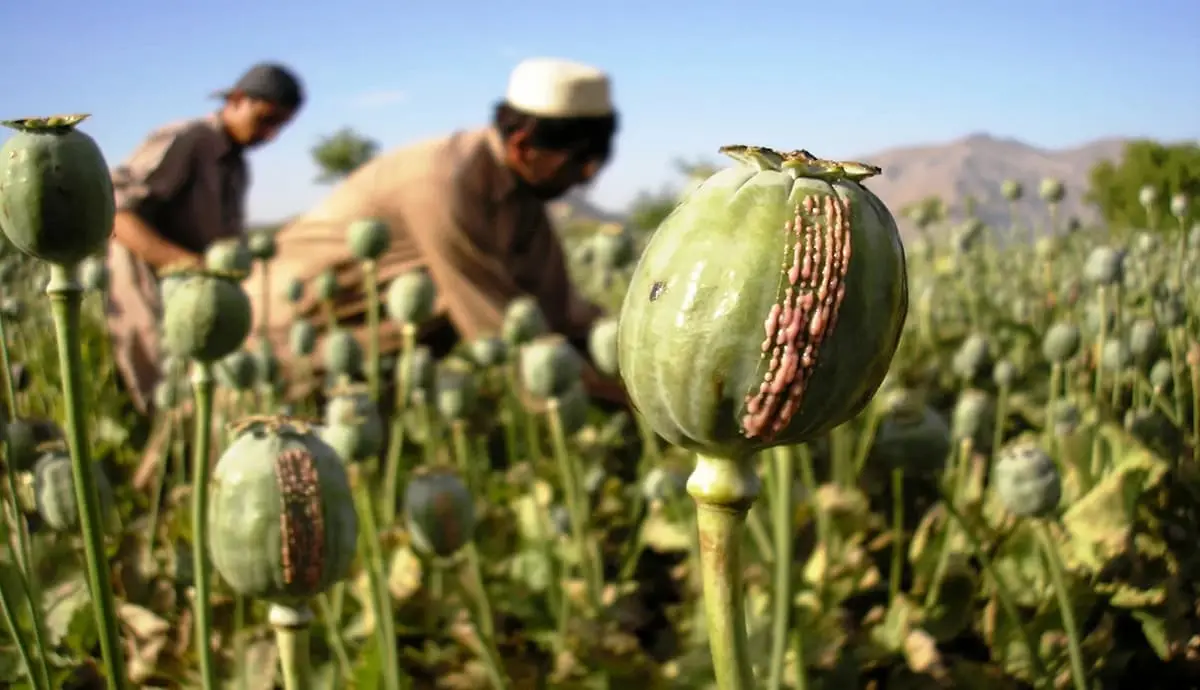 کاهش 92 درصدی درآمد کشاورزان افغانستان از محل فروش تریاک