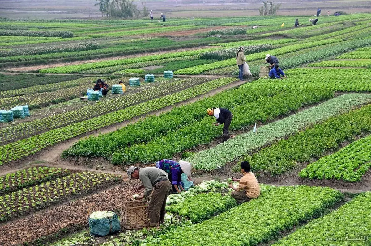 کدام شرکت ها در جهان از نظر محصولات کشاورزی برتر هستند؟