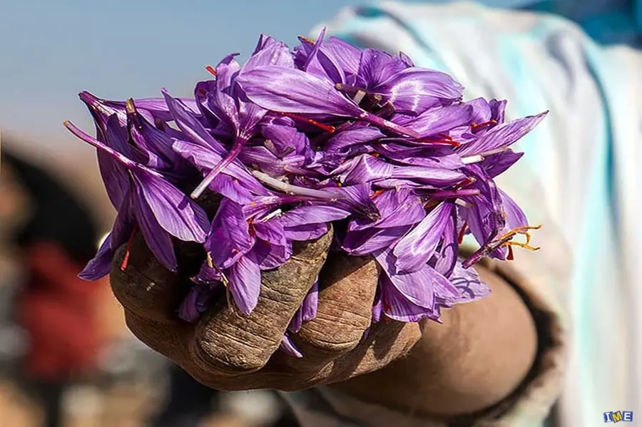 زعفران