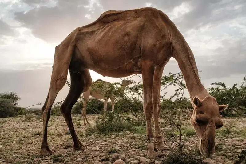 خشکسالی اروپا و آفریقا