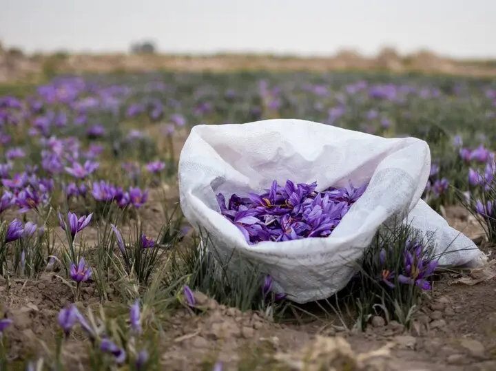 زعفران