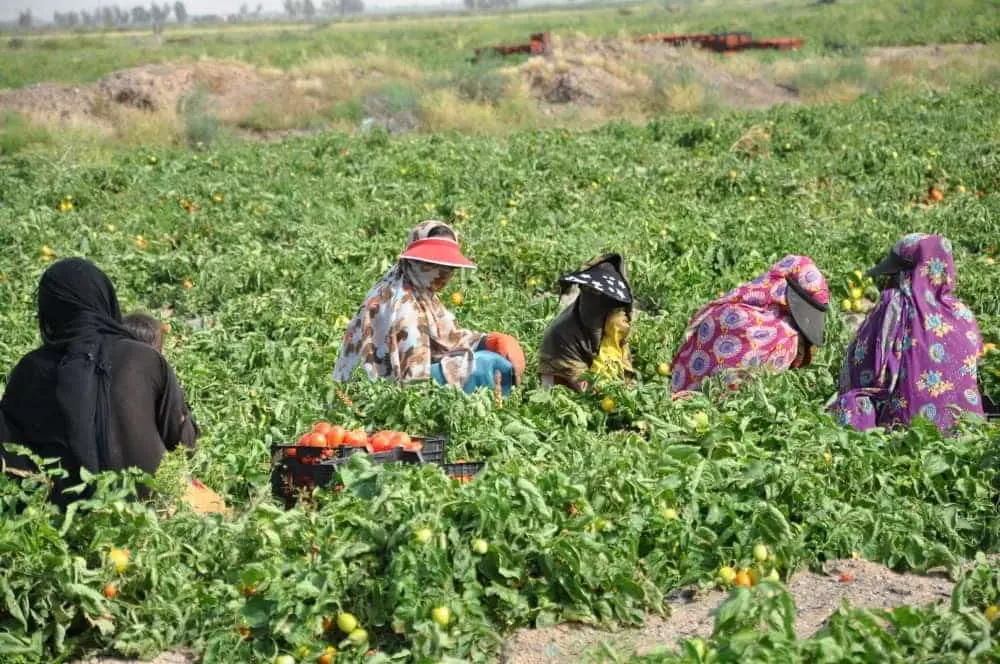 نرخ بیکاری کرمان