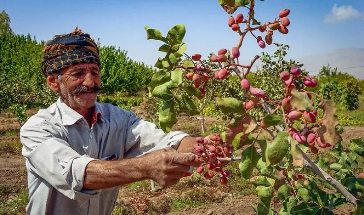 افول ایران در بازار پسته/ پیمان سپاری ارزی نتیجه ای جز سقوط صادرات نداشت!