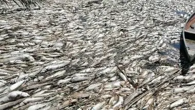 حقابه هورالعظیم نرسید، ماهی‌ ها مردند! (ویدئو) / از آتش تا پسماند، بلای جان نگین سبز تالاب‌ های ایران