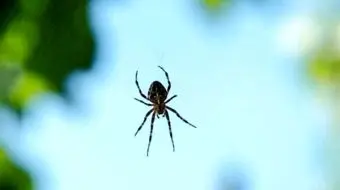 ۱۰ حقیقت حیرت‌انگیز درباره عنکبوت‌ها