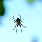 ۱۰ حقیقت حیرت‌انگیز درباره عنکبوت‌ها