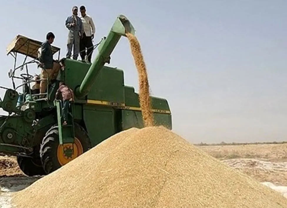 مطالبات گندم‌کاران بوشهر پرداخت شد