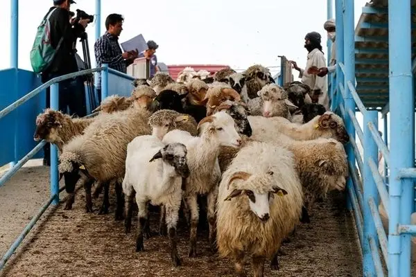 قیمت دام زنده امروز ۷ آبان ۱۴۰۳/ گوساله و گوسفند در ۲ استان گران شدند + جدول