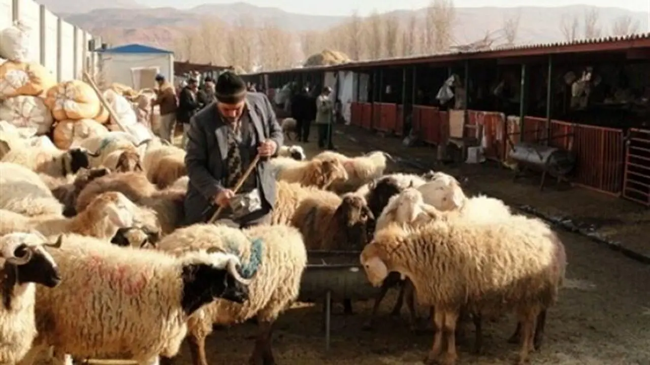 قیمت دام زنده ۲۴ آبان ۱۴۰۳/ عقب‌نشینی نرخ گوساله از مرز ۲۰۰ هزار تومان در تهران + جدول