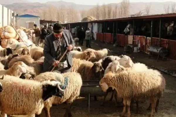 قیمت دام زنده ۲۴ آبان ۱۴۰۳/ عقب‌نشینی نرخ گوساله از مرز ۲۰۰ هزار تومان در تهران + جدول