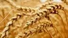 قیمت گندم امروز 16 خرداد 1403/ مطالبات گندمکاران هفته آینده پرداخت می‌شود؟