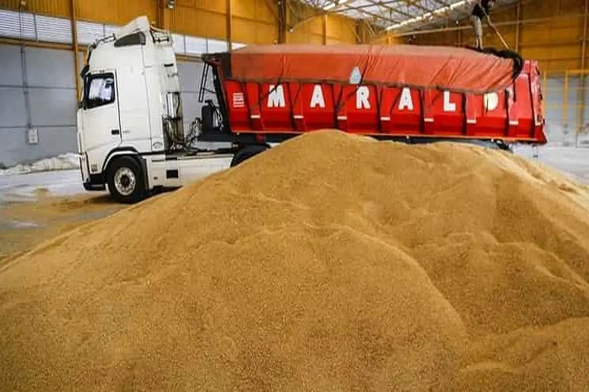 پیش بینی خرید 550 هزار تن گندم در لرستان 