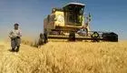 تنها هزینه خرید گندم به کشاورزان داده می‌شود/یارانه اصلی به مردم داده می شود
