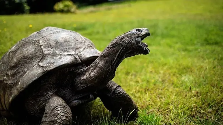 لاک‌پشت غول پیکر 191 ساله شد/ جاناتان پیرترین حیوان زنده جهان