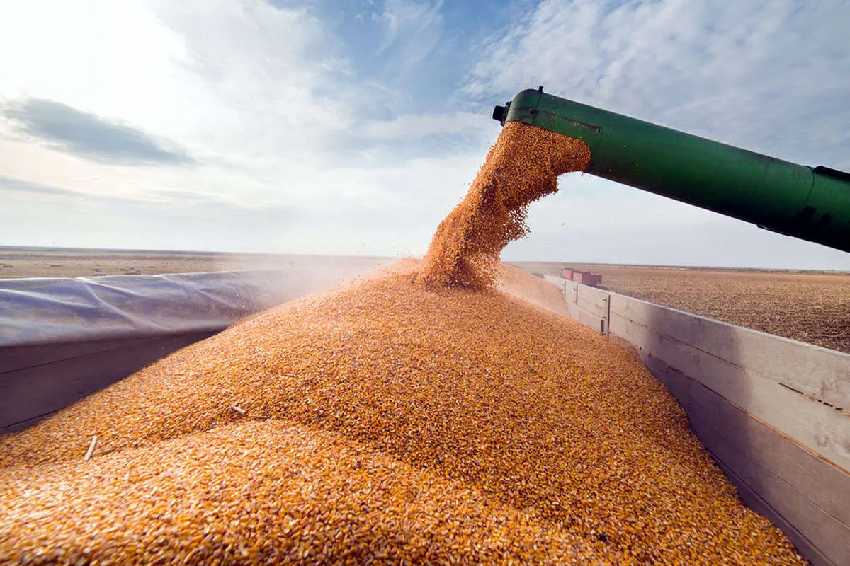 توصیه‌های وزارت جهاد کشاورزی برای برداشت گندم اعلام شد