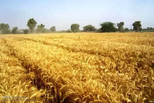 باقی‌مانده مطالبات گندمکاران امروز پرداخت می‌شود؟