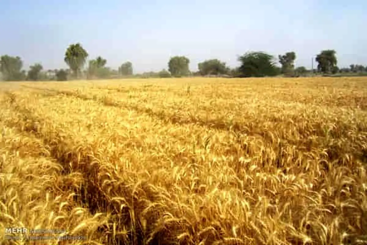 چند درصد از مطالبات گندمکاران پرداخت شد؟