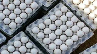 قیمت تخم مرغ امروز ۶ اردیبهشت ۱۴۰۳+ جدول 