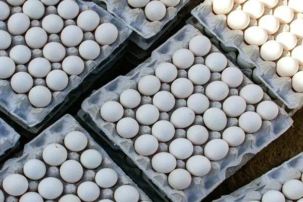 صادرات ۵ هزار تن مرغ به عراق در روزهای آینده
