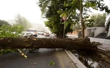 افتادن درخت تنومند در بلوار کشاورز تهران بر اثر تندباد