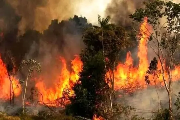 محیط زیست قربانی سودجویی و بی‌توجهی/ با وعده و شعار نمی‌توان آتش جنگل‌ها را خاموش کرد