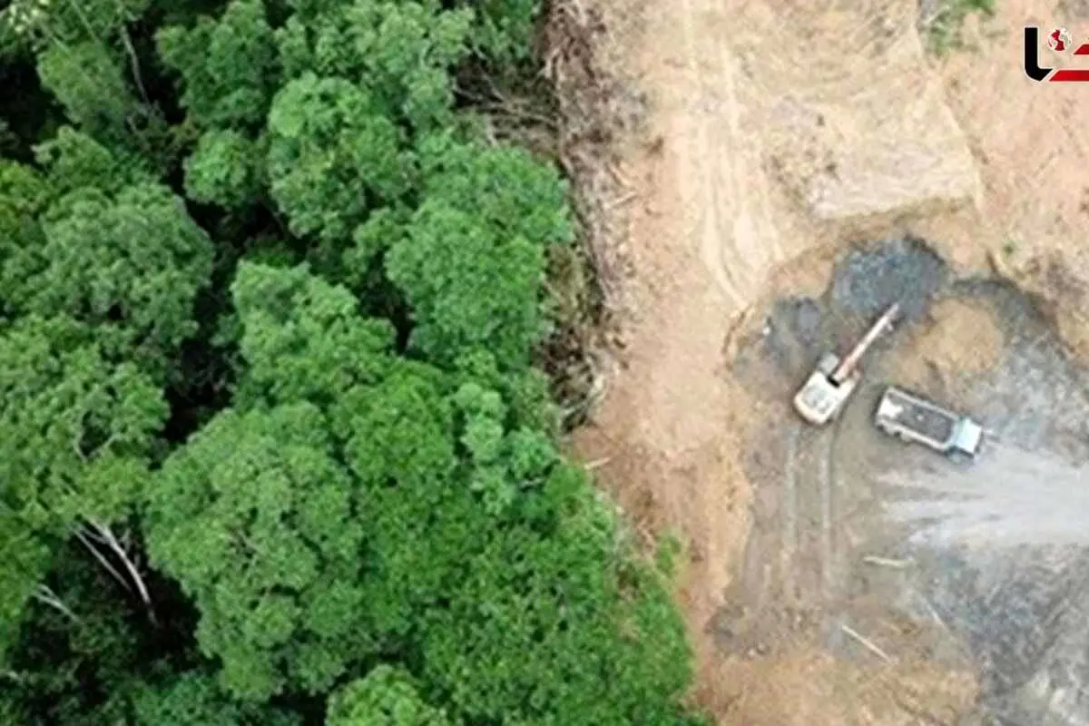 ورود دادستان ساری به قطع 4000 درخت هیرکانی