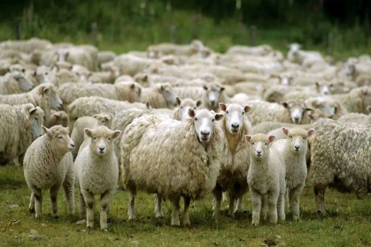 قیمت گوسفند زنده امروز 16 خرداد 1403 