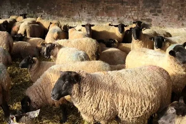 قیمت گوسفند زنده امروز 8 تیر 1403