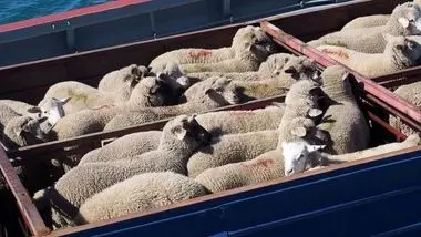 ماجرای خرید گوسفند با کارت ملی چیست؟/ جولان کلاهبرداران در بازار دام
