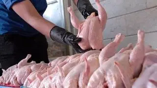 مرغ بدون مشتری ماند؛ فروشندگان ناچار به کاهش قیمت شدند/ تشدید زیان‌دهی مرغ‌داران