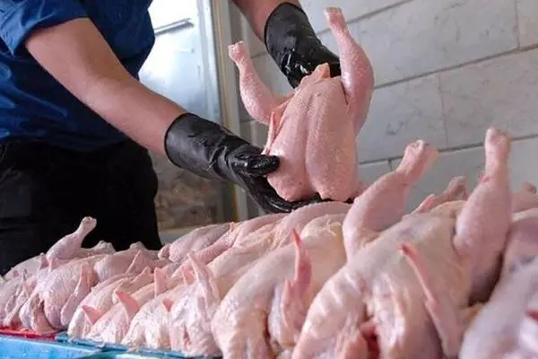 اعلام قیمت حمایتی مرغ راهکاری مناسب برای مدیریت تولید