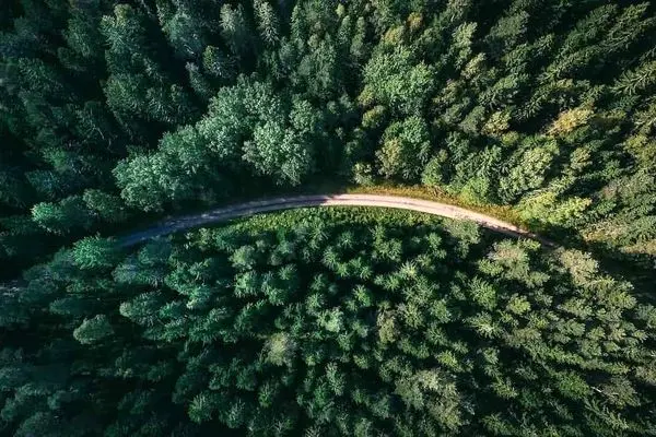 تغییرات آب و هوایی جنگل‌ها را به آتش می‌کشد / هوش مصنوعی ناجی جنگل ها شد؟