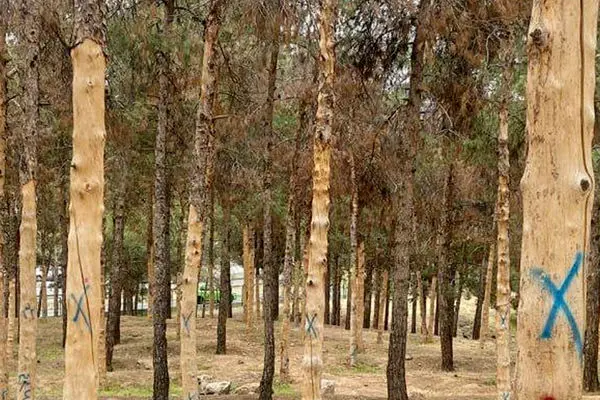 ورود دادستانی تهران به موضوع خشک شدن درختان چیتگر