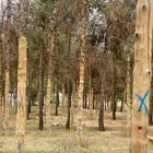 شهرداری تهران پوست درختان پارک سرخه حصار را کند