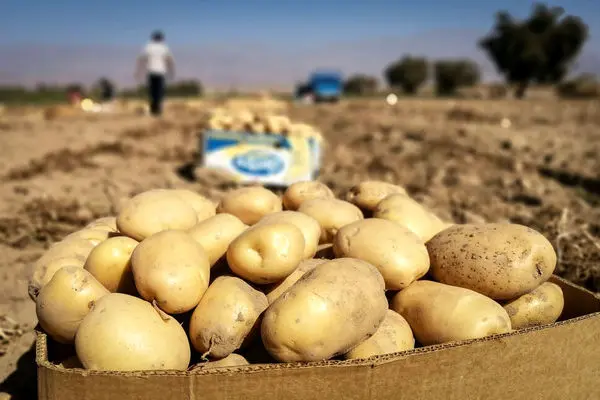 اتفاق عجیب در بازار سیب‌زمینی و پیاز/  ۱۵۰ هزار کامیون محصول معدوم می‌شوند!