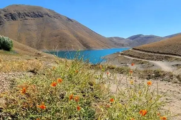 دانشمندان شاید به زودی بتوانند زبان گیاهان را ترجمه کنند