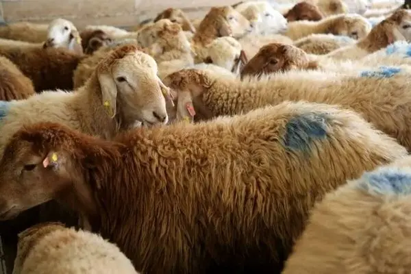 قیمت دام زنده امروز 9 مرداد 1403/ گوسفند زنده در تهران چند؟ + جدول
