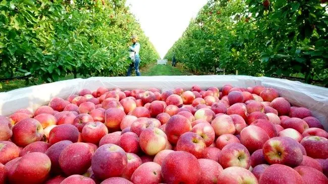 لغو عوارض صادراتی سیب