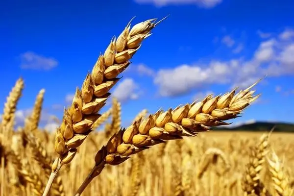۴.۷ میلیون تن گندم خرید تضمینی شد