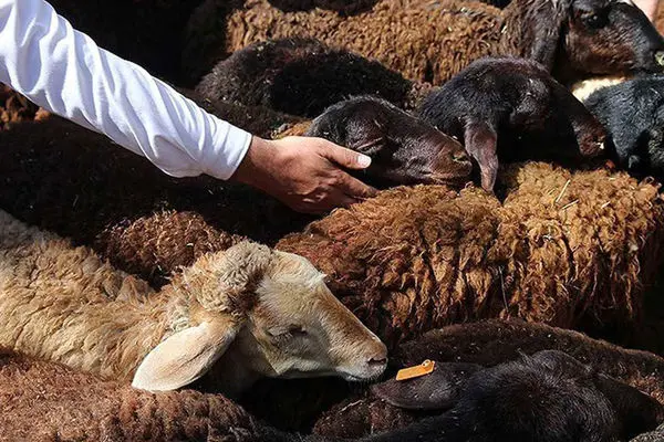 قیمت  گوسفند زنده  امروز 6 خرداد 1403