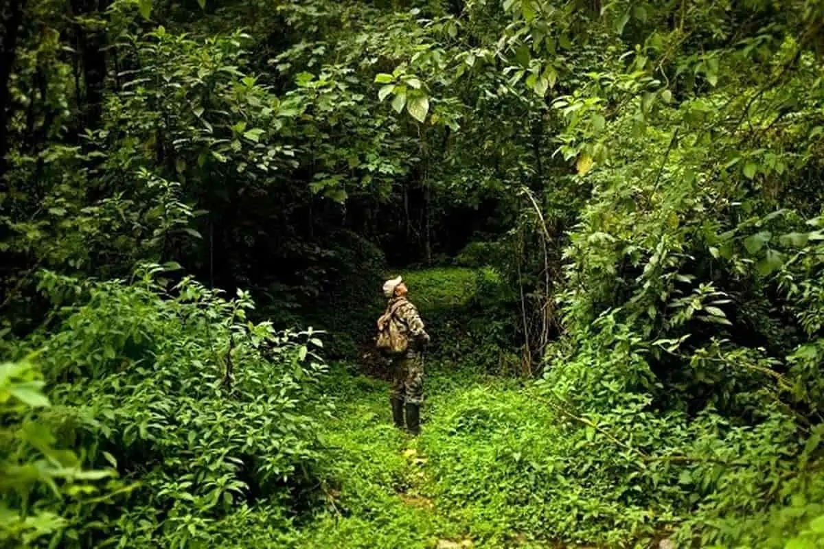 جزییات جدید از قرارداد اجاره جنگل ایلمالات به هلدینگ گردشگری «خاص» / تخریب طبیعت شمال با اجاره غیرقانونی عرصه‌های طبیعی به بخش خصوصی