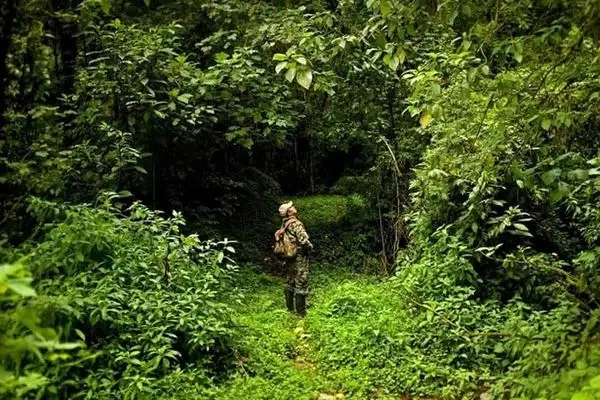 اتهام جنگل‌زدایی به برندهای ZARA و H&M