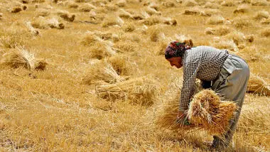 ۱۱ میلیون تن گندم از کشاورزان خریداری خواهد شد